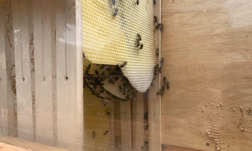 Auch in den Ferien sind die Bienen der IGS Schöppenstedt immer im Dienst