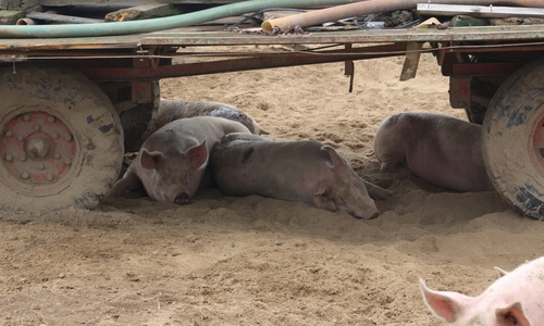 Lediglich im Sommer sind die Schweine etwas wetterempfindlich. Um sich keinen Sonnenbrand zu holen, legen sie sich tagsüber meist in den Schatten.