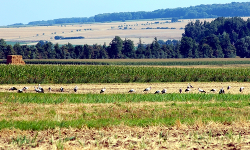 Viele Störche südöstlich vor Hedeper.