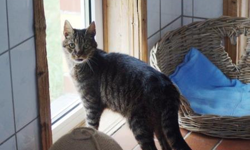 Wer möchte den Kater näher kennenlernen?