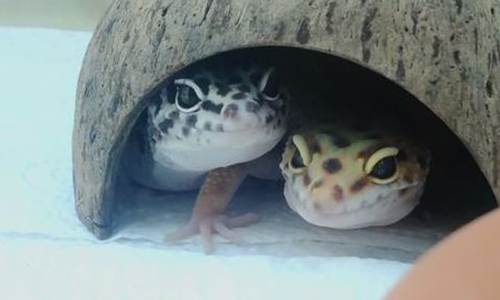 Während Nalini (re.) wieder bei ihrer Besitzerin ist, wird Charu noch vermisst.