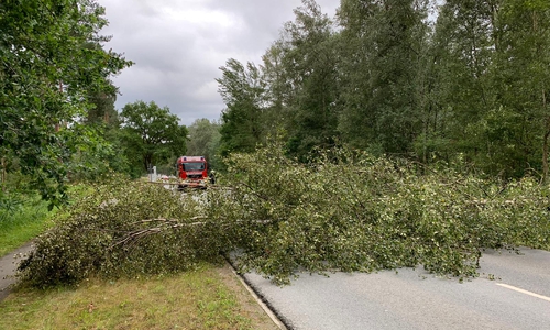 Ein Baum auf dem Weyhäuser Weg. 