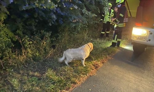 Der gerettete Hund konnte seiner Besitzerin übergeben werden.