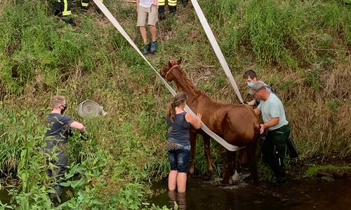 Die Stute "Scarlett" ist in die Oker gerutscht.