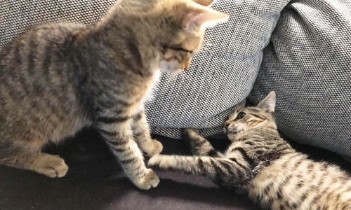 Der Tierschutzverein sucht ein neues Zuhause für die jungen Katzen-Brüder