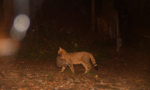 Eine Wildkatze transportiert ihr Junges. Die Aufnahme ist am Wahrenberg bei Ostlutter entstanden.