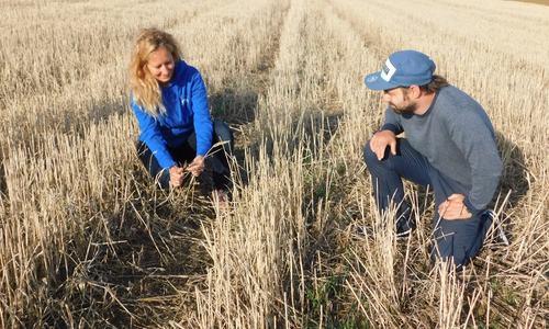 Zufrieden begutachten Nicole Feige von der Ökologischen NABU-Station Aller/Oker (ÖNSA) und Martin Siemann, Landwirt aus Klein Vahlberg (www.3felderwirtschaft-asse.de), eine Feldhamsterschutzfläche. Siemann führte auf seiner Fläche eine hohe Ährenernte durch. So blieben einige kürzere Ähren stehen, aus denen sich der Feldhamster einen Wintervorrat sammeln kann.   