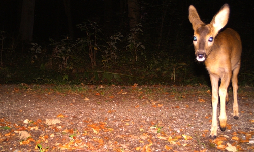  Rehe sind sehr häufig zu beobachten.