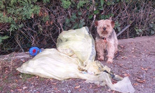 Der kleine Hund wurde an einem Zaun angebunden. Er hatte zwei Gelbe Säcke dabei.