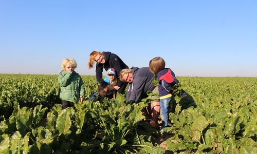 Phil, Mia, Mika und Thore (von links) holen gemeinsam mit den Erzieherinnen Maxime Mühlenbeck (links) und Marion Moos die Rüben aus der Erde.