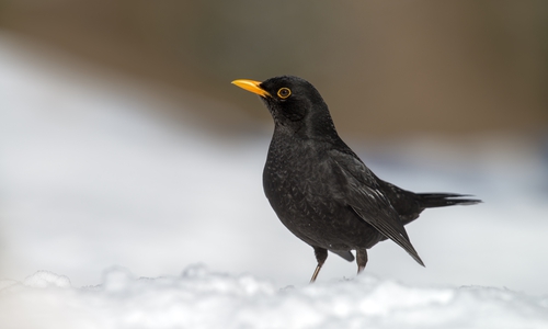 Die Amsel ist auch in den Top-10.