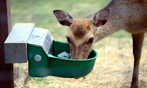 Auch Tierpfleger ist ein mögliches Betätigungsfeld für das FÖJ.