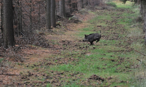 Die großflächige Jagd dient insbesondere der Reduktion der Schwarzwildbestände.