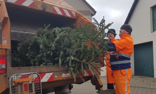 Kevin Koch (hinten im Bild) und Thorsten Niggemann holen die Weihnachtsbäume ab.
