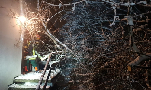 Der Baum stürzte unter der LAst des Schnees auf ein Gebäude.