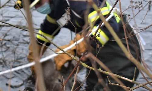 Die Ortsfeuerwehr Hahndorf bei der versuchten Rettung des Rehbocks.
