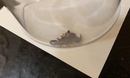 Dieser Skorpion sorgte in Didderse für Aufruhr.