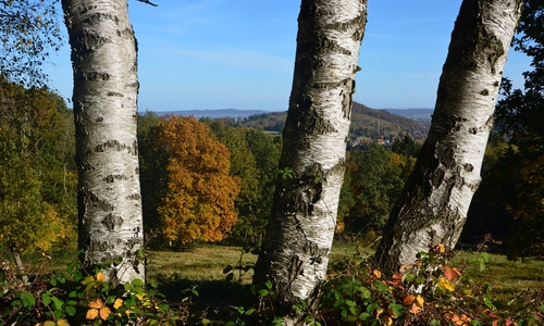 Herbstlicher Wald von Martin Wucherpfennig