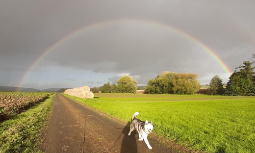 Den Hundespaziergang unter dem Regenbogen, schickte uns Susann Hartmann.