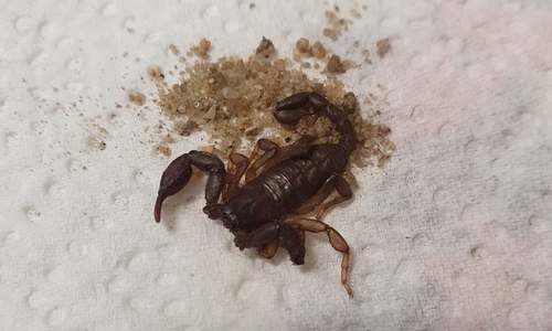 Im Artenschutzzentrum in Leiferde hat der Skorpion sein Leben ausgehaucht. Hier gut zu erkennen - eine der Scheren fehlt. Die Ursache ist unbekannt.