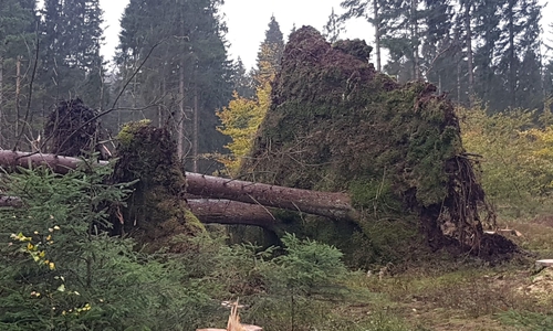 Der Sturm riss die Bäume teils mitsamt Wurzel aus dem Boden. 