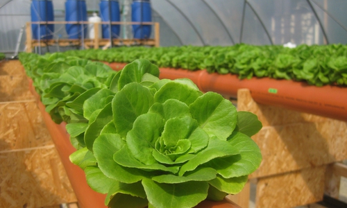 Salatanbau auf der Pilotierungsanlage in Wolfsburg-Hattorf im Forschungsprojekt HypoWave.