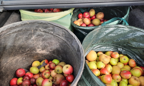 Aus diesen Äpfeln wurde regionaler Apfelsaft gewonnen. 