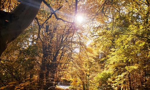 Christiane Beinling schickte dieses tolle Herbstbild aus Riddagshausen.