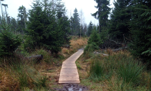 Der Märchenweg ist wieder freigegeben. Die Bohlenstege und Brücke wurden repariert, wo dies erforderlich war, und an neuen Nassstellen weitere Stege und Brücken installiert. 