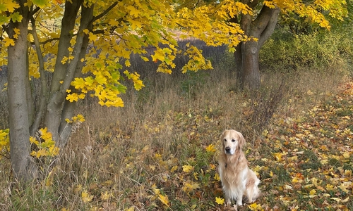 Michaela Knigge schickte dieses Foto von ihrem Hund im Blätterwald
