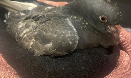 Eine verletzte Taube erholt sich.