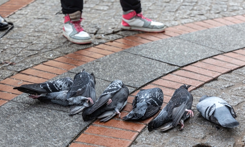 Innerhalb von eineinhalb Stunden sind sieben Tauben in der Innenstadt von Lebenstedt gestorben. Zwei weitere Tiere zeigen Vergiftungssymptome. 