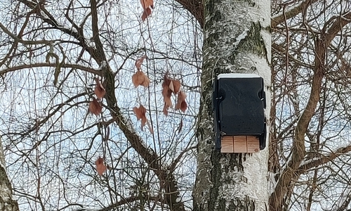 Neue Nisthilfen für Fledermäuse.