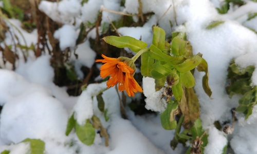 Hier passt etwas nicht: Blütenpracht im Winter?