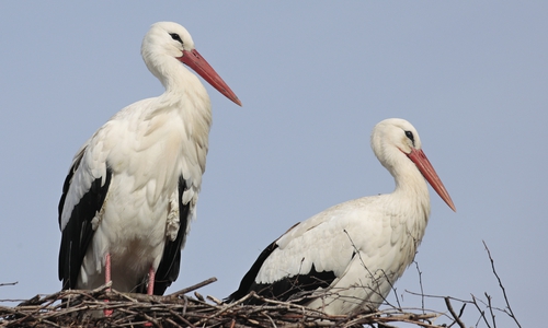 Niedersachsens bekanntestes Storchenpaar ist wieder da