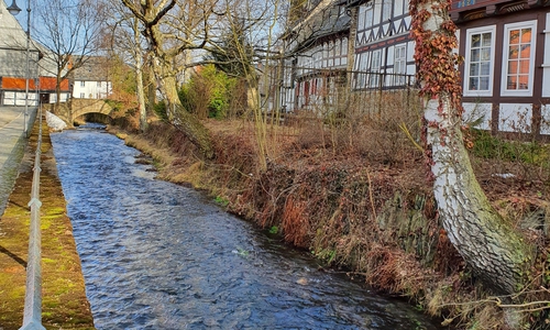 Wenn Bäume wie diese Erlen zu weit ins Bett der Abzucht hineinwachsen, behindern sie bei einem Hochwasser den Wasserfluss.