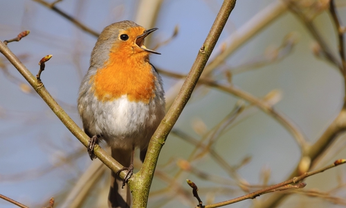 „Das Rotkehlchen gehört zu den zehn Vogelarten, die bei der Hauptwahl zum Vogel des Jahres 2021 gewählt werden können“ .