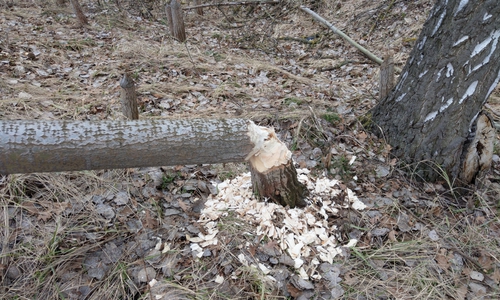 Ein Baum stützte auf einen Gehweg. War hier ein Nutria am Werk? 