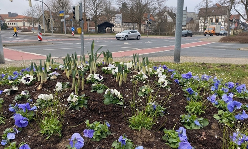 In Wolfenbüttel werden Frühlingsblumen gepflanzt