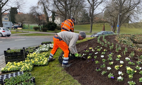 Die Mitarbeiter der Stadt Wolfenbüttel pflanzen Blumen am Kreisel Am Herzogtore.