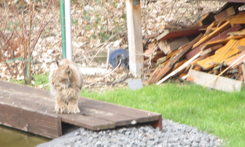 Der Luchs hat sich am Gartenteich bedient.