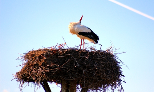 Storch Pepe hat sein neues, altes Nest in Hedeper bezogen.