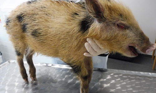 Das gefundene, tote Minischwein.