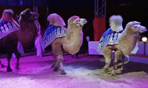 Die Familie Frank hofft, dass es bald wieder Auftritte des Traditions-Zirkus "Rudolf Busch" geben kann. Bis dahin harren sie in ihrem Winterquartier aus und sind auf Spenden angewiesen.