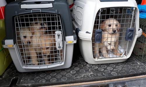 Jede Woche stoppt die Polizei aktuell illegale Welpentransporte.