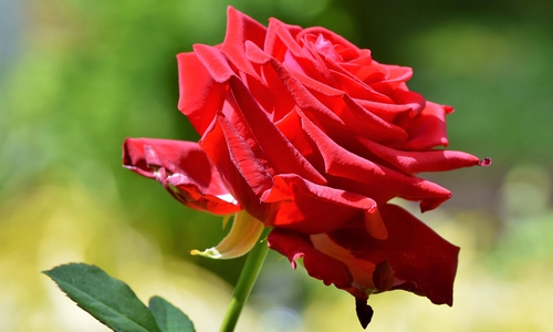 Die Stadt hat Rosen zum Weltfrauentag verteilt.