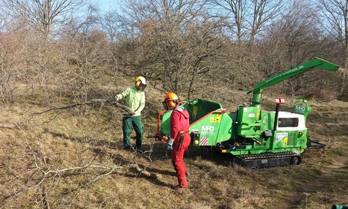 Pflegemaßnahme am Heeseberg.