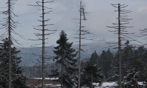 Schnee im Oberharz. Das Moor bei Torfhaus ist dabei das einzige halbwegs Schneefreie in der Umgebung. 