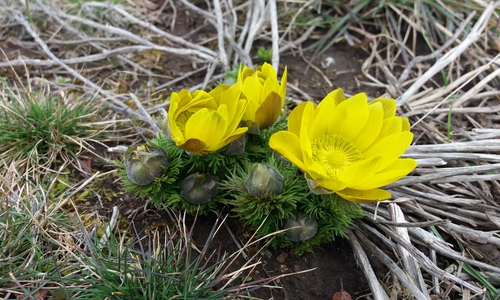 Frühlings-Adonisröschen am Wegesrand.