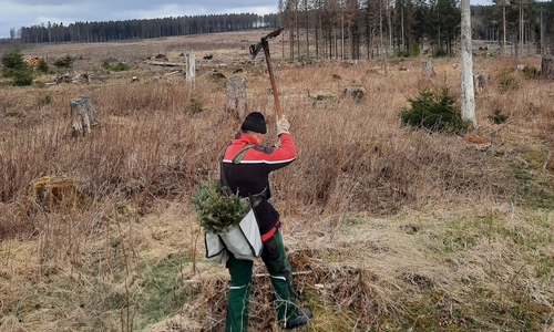 800 Weiß-Tannen sollen zum Tag des Baumes gepflanzt werden.